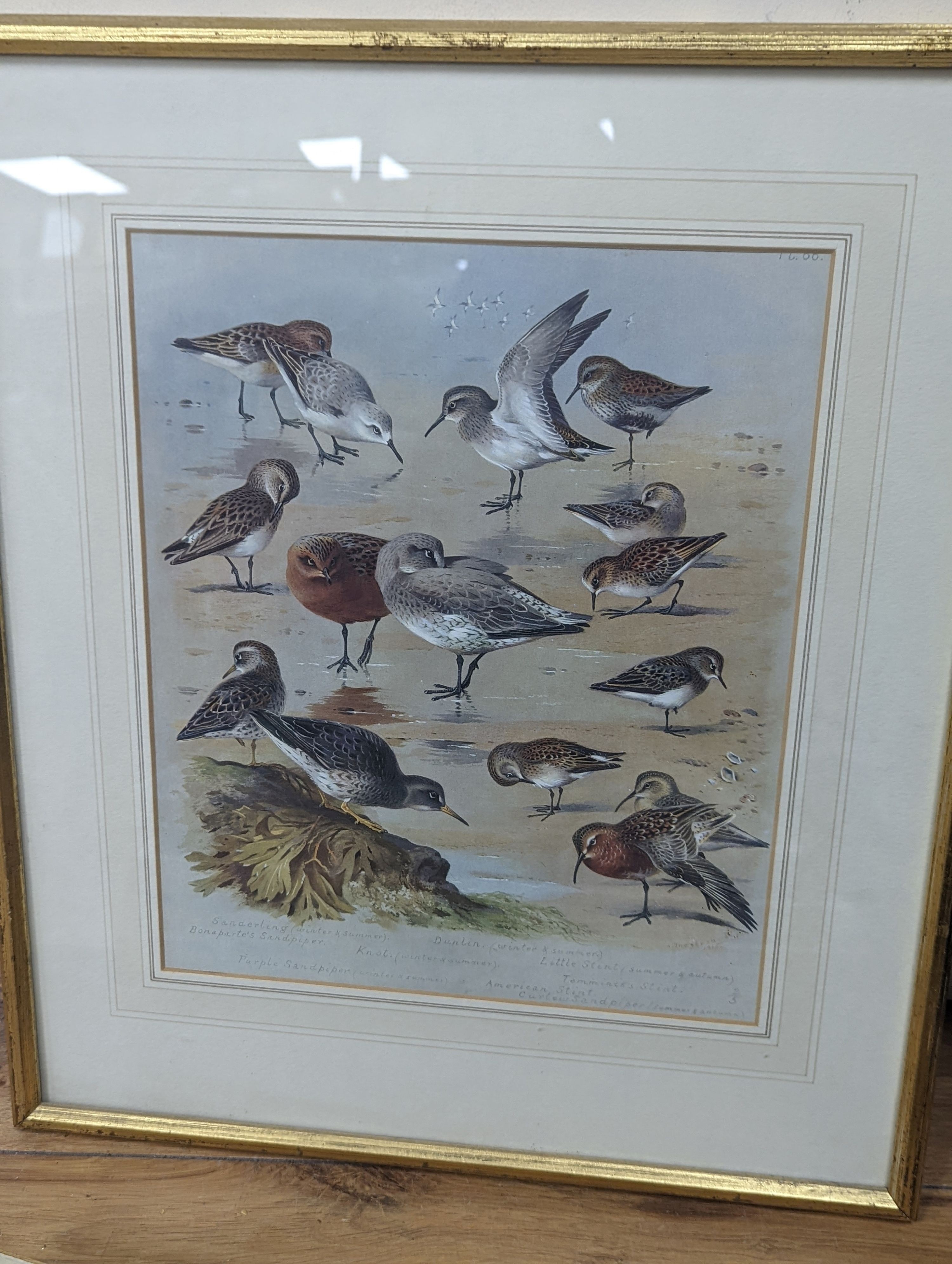 A group of assorted ornithological prints including three lithographs after Edward Lear, largest 52 x 36cm